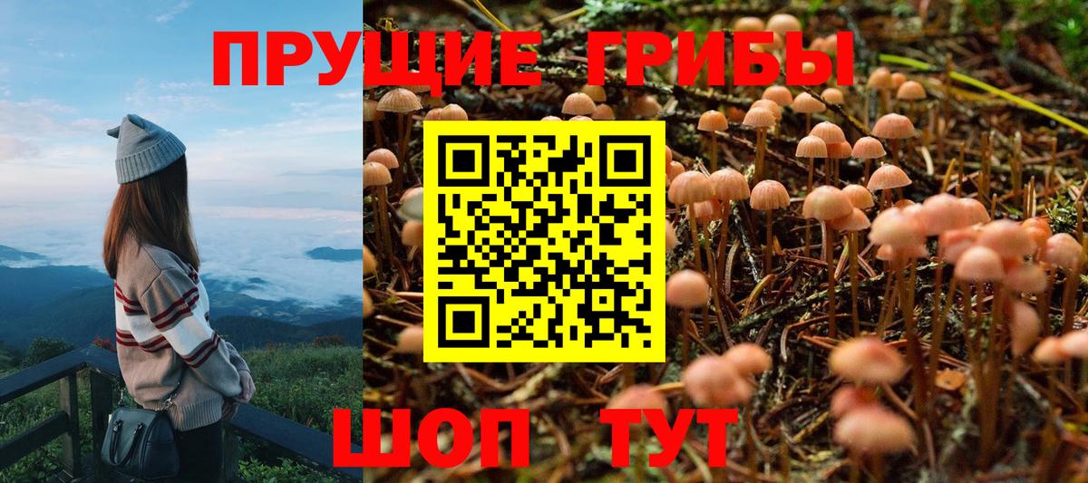Киров  Галлюциногенные грибы Cubensis  Вход с VPN 
